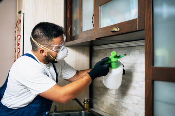 Best Insect Control  in St George, UT
