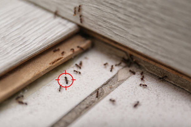 Best Residential Pest Control  in St George, UT