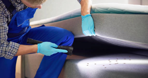 Best Flea Control Services  in St George, UT