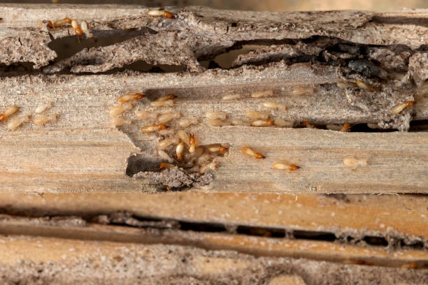 Best Ant Control Services  in St George, UT